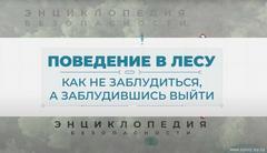 Грибы и ягоды без риска: рекомендации для безопасного похода в лес